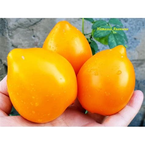 CUORE DI BUE CHIVASSO (СЕРДЦЕ БЫКА ЧИВАССО)