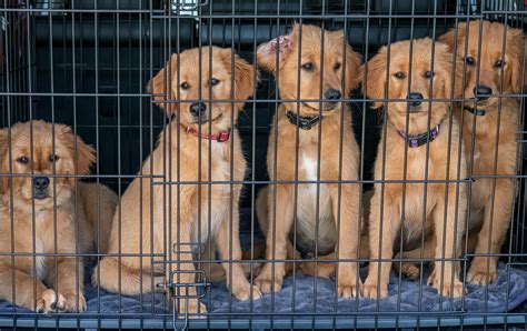 Solving Dog Crate Training Regression: A Complete Guide