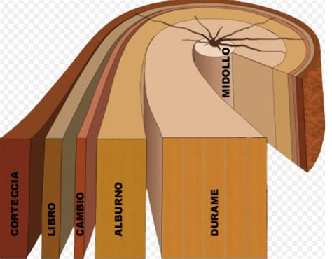 la struttura del tronco