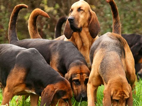 Bloodhound - Dog Breed Information Guide | Spot®