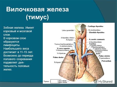 Презентация на тему: "К эндокринной системе относятся органы, которые ...