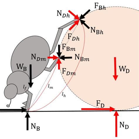 Free body diagram of the dung beetle and dung. Red arrows indicate... | Download Scientific Diagram