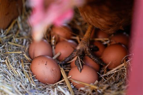 The reason eggs are less likely to crack when dropped on their side