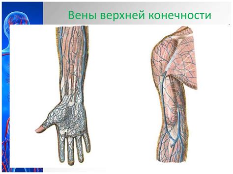 Артерии. Вены. Лимфатическая система - презентация онлайн