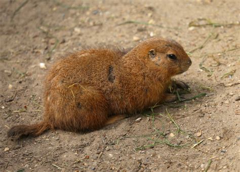 zoo hannover stock  pictures royalty  images istock