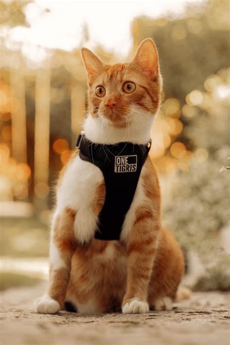 He saw chicken and look like this : r/OneOrangeBraincell