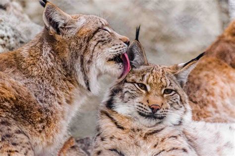 eurasian lynx wildlife explained