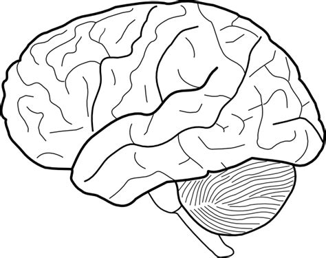 outline  brain clip art  clkercom vector clip art