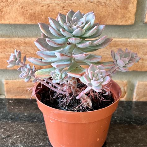 Graptoveria Milky Way Variegata pote 11 - Suculentas Holambra