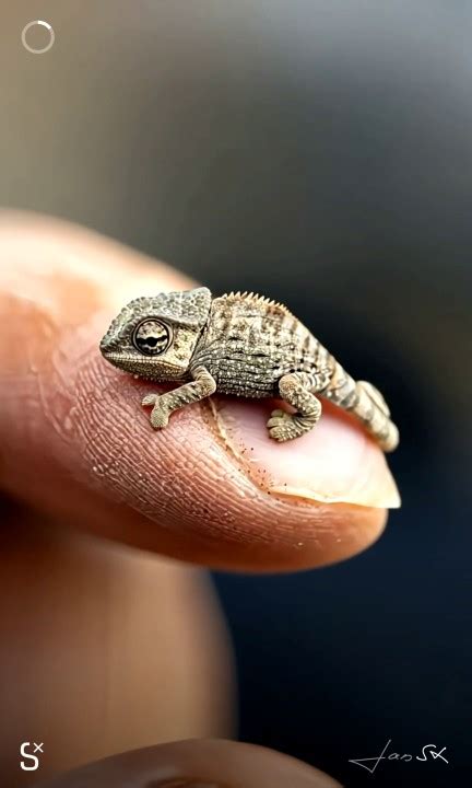 Lars Richter on LinkedIn: Here's my take on these miniature animals in ...
