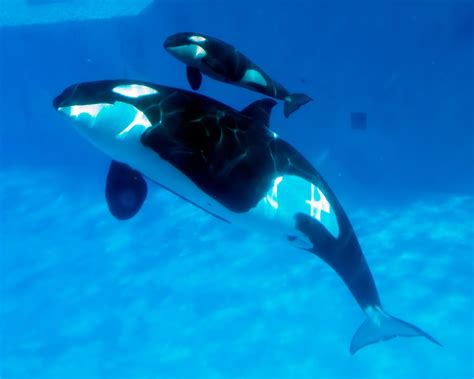 Filhote De Orca - O Melhor de Orlando - FL: Bebê orca nasce no SeaWorld San Diego, Califórnia
