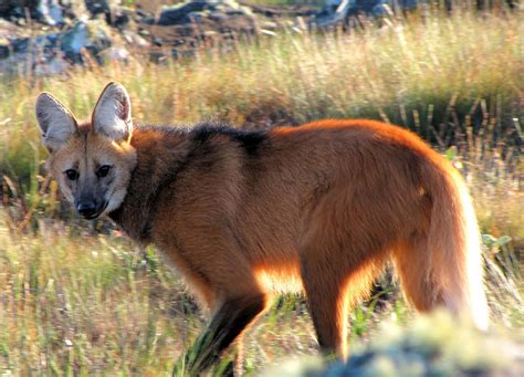 Maned wolf, Distributed maned wolf, and food maned wolf part 2 ...