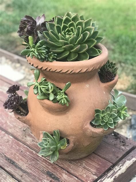 Can You Put Succulents In Plastic Pots at Joel Kates blog