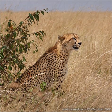 Gepard | Naturfoto.cz