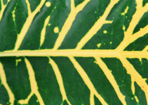 Leaf Texture | Free Photo - rawpixel