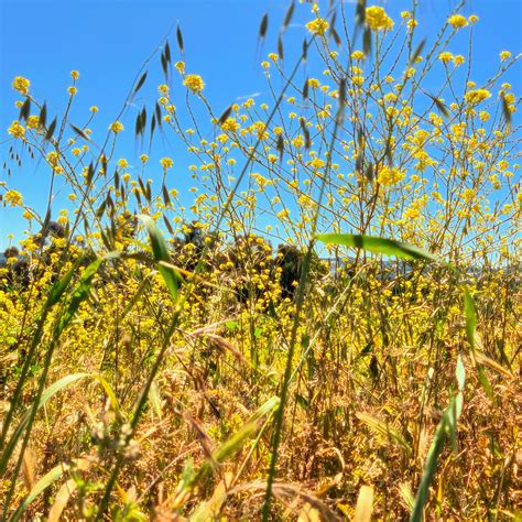 Princess Sab Zada | when yellow thrives it turns to gold and in San