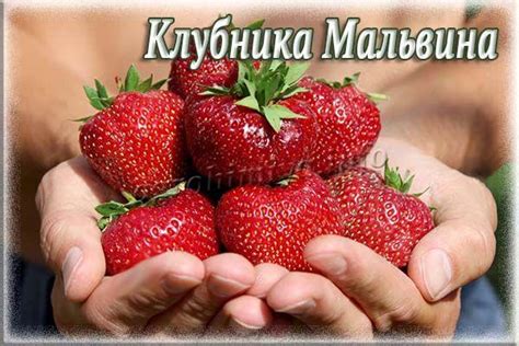 Клубника мальвина описание сорта фото