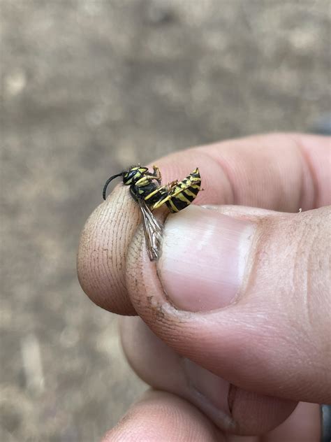 Is this a Yellowjacket? They swarmed over our food, we wafted them away