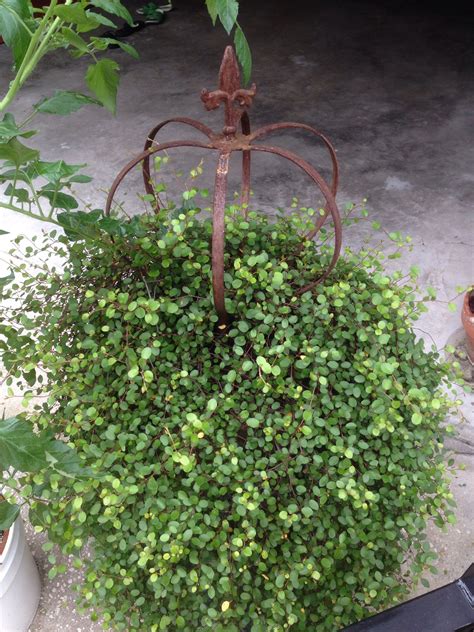 Muehlenbeckia complexa tricolor – Artofit