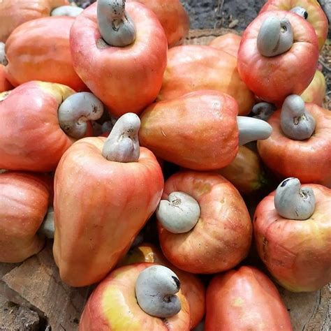 bibit buah tabulampot  instagram jambu monyet  punya biji