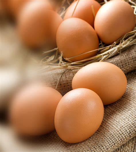 Wholesale Organic Eggs | Pastured Chicken | Oxford, PA