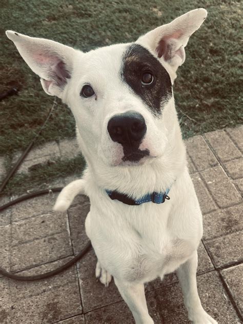 Oklahoma - Lost Dogs, Cats & Pets - PawBoost - Please spread the word