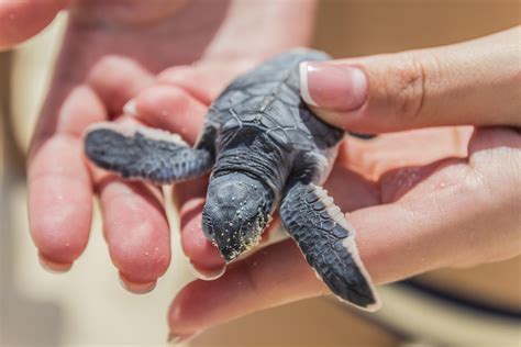 Rare Nevada Species Facing Extinction Intensifies Conservation Efforts