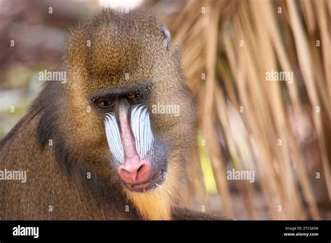 the mandrill has thick ridges along the nose that are purple and blue ...