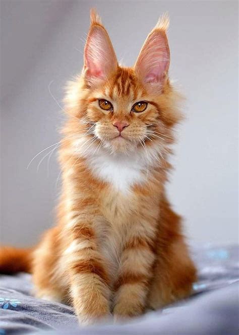 70+ Cute Maine Coons Kittens That Are Absolutely Adorable
