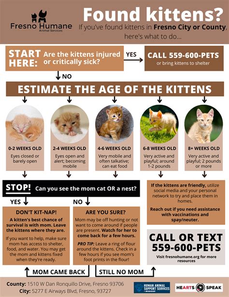 I Found Kittens What Do I do? — Fresno Humane Animal Services