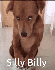 GIF su Billy | Tenor