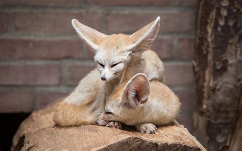 Sleeping Fennec Fox Best Wallpaper 42128 - Baltana