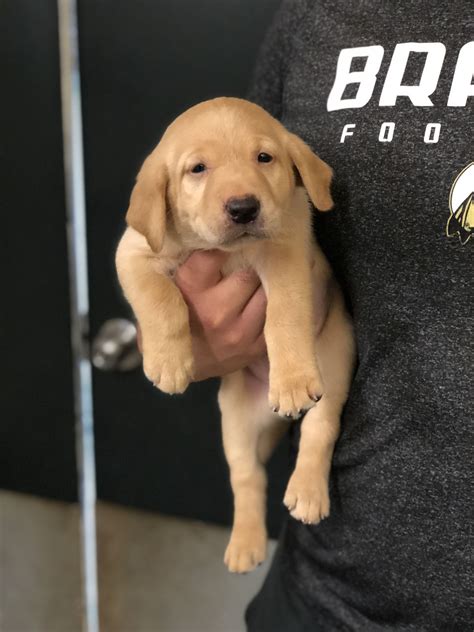 English Lab Puppies For Sale Georgia at Emma Acevedo blog