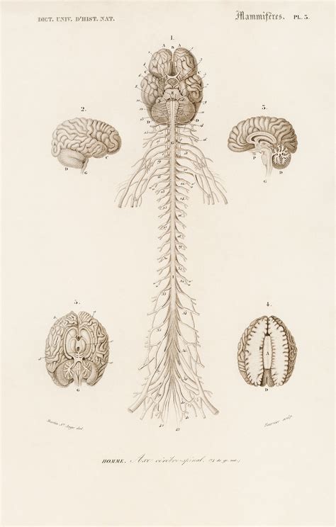 humans brain illustrated  charles dessalines  orbigny