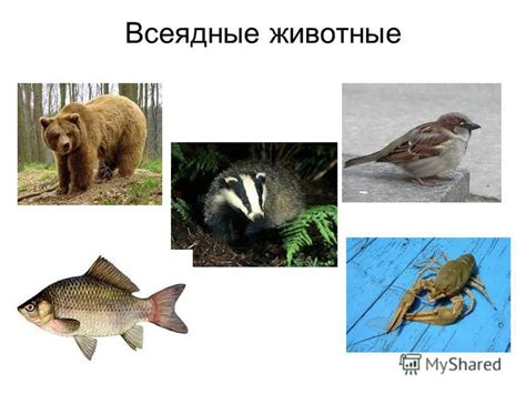 Презентация на тему: "Загадки Травоядные животные Хищники Всеядные ...