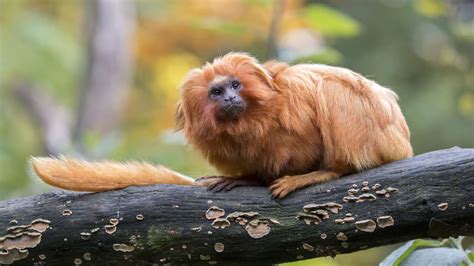 Golden Lion Tamarin Facts