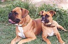 Boxer (dog breed) - Wikipedia