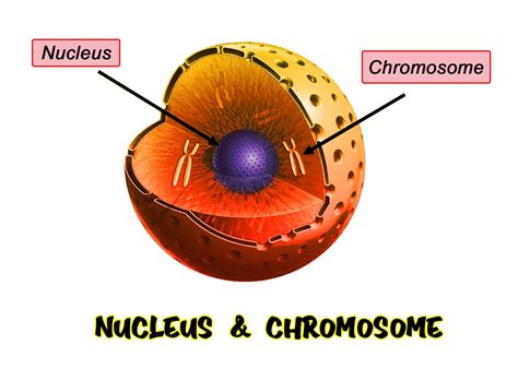 nucleus clip art 4