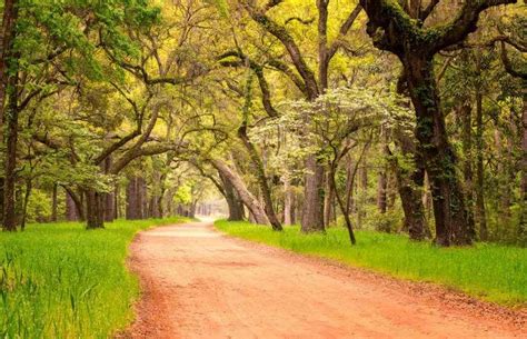 Things To Do - Edisto Island