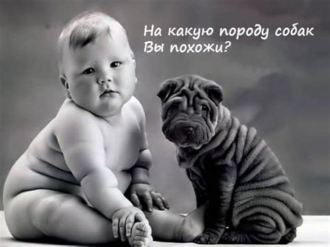 Тест: На какую породу собак Вы похожи? - The Jizn