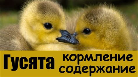 Гусята: кормление, содержание, температура в брудере. Чем кормить гусят ...