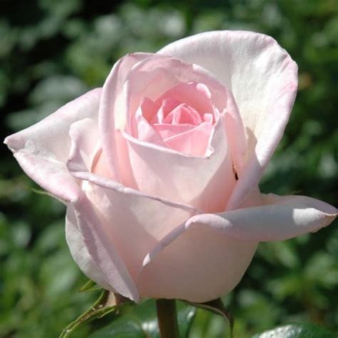 Royal Highness | Rose, zartrosa, 1.2 m x 0.6 m (Swim & Weeks, 1962 ...