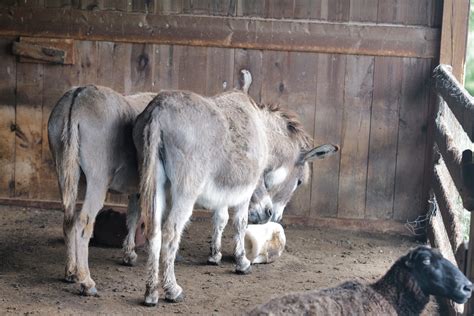 The Peaceful Kingdom. Time For Silence, Donkeys And Sheep Need It To