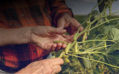 Plant Nutrition Boosts Yield Potential Which Increases Your ROI