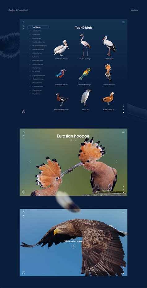 Birds of Ukraine on Behance