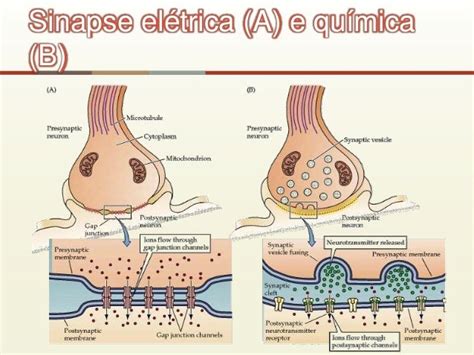 Sinapse Eletrica E Quimica - Sinapse química e elétrica #4