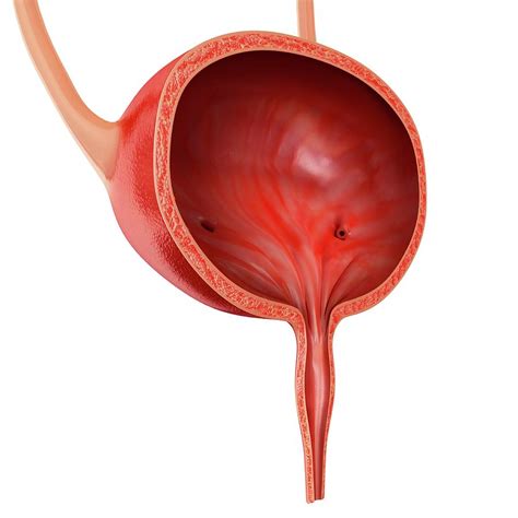 human bladder anatomy  photograph  pixologicstudio science photo