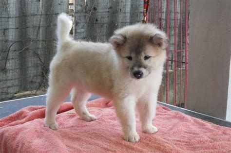Thai Bangkaew vs Moscow Water Dog - Breed Comparison
