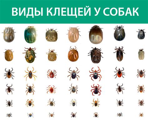 Клещ у собаки: разновидности, признаки, последствия укуса - Лечение в ...