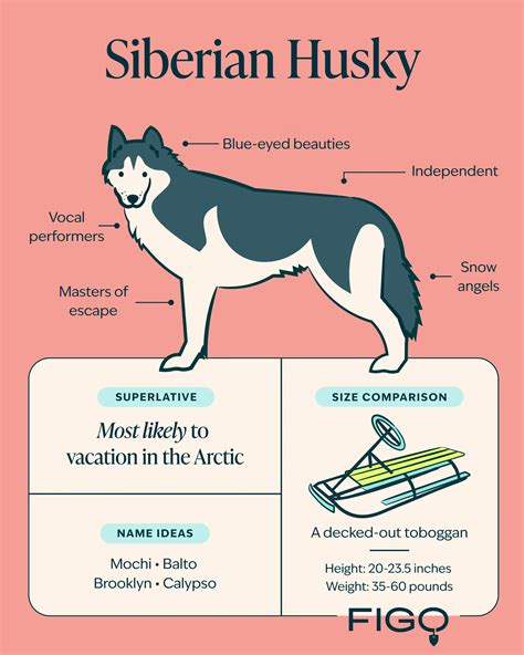 Siberian Huskies: The Good, the Bad, and the Ugly